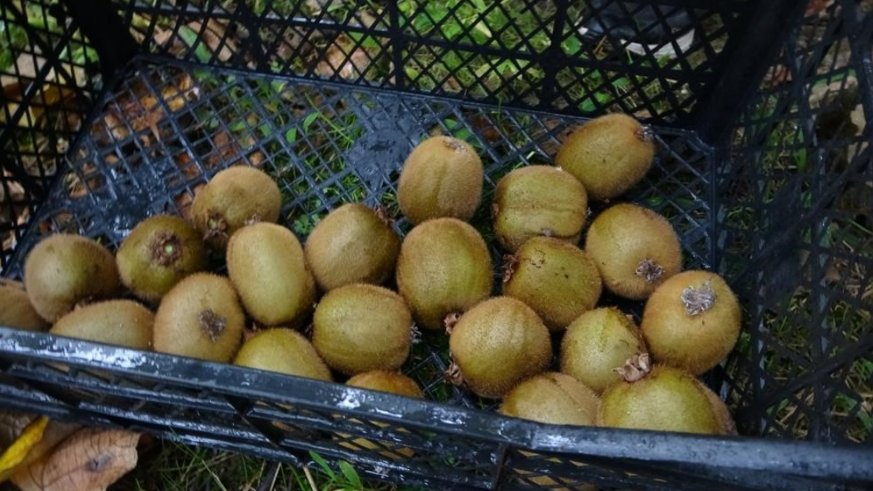 Kivi üreticileri İran kivisinden rahatsız