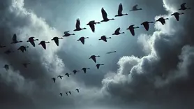 Kuşlar, uçuş sırasında bilgi paylaşıyor