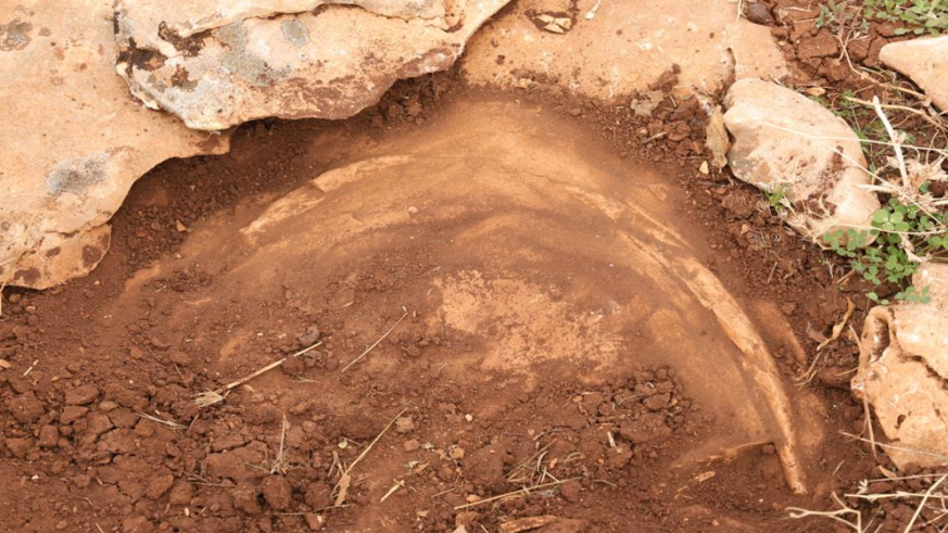 Diyarbakır'da yüz milyonlarca yıl önceye ait fosiller bulundu