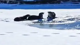 Su samuru ailesi Kura nehrinde görüntülendi