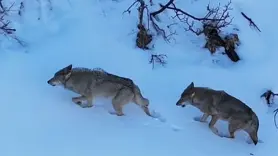Munzur Vadisi’nde kurtlar görüntülendi