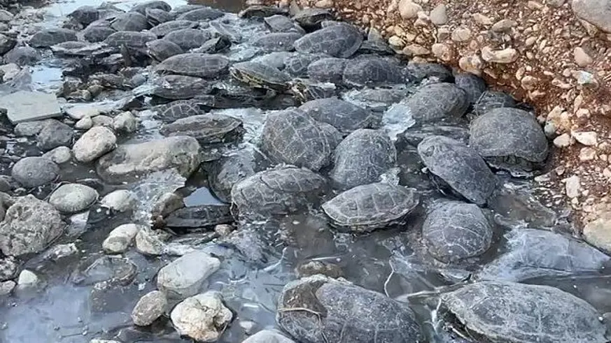 316 kaplumbağa rehabilitasyon merkezine götürüldü