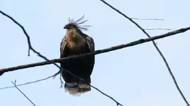 Dünya Yaban Hayatı Günü