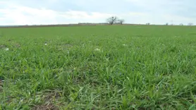 Tarımsal kuraklık hububat ekili alanları olumsuz etkiledi