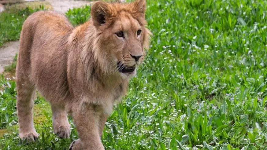 İzmir’de yavru aslan bulundu