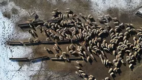 Besicilerin zorlu kış mesaisi sürüyor