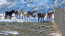 Kulp'ta aç kalan yaban atları grup halinde merkeze indi