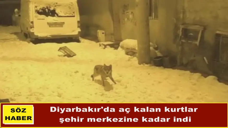 Diyarbakır'da aç kalan kurtlar  şehir merkezine kadar indi
