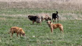 Diyarbakır'da sahipsiz köpeklerin saldırısında yaralanan öğretmen önlem alınmasını istedi