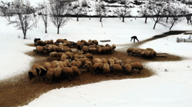 Besiciler uykusuz, kuzular güvende