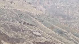 Diyarbakır'da domuz sürüsü görüntülendi