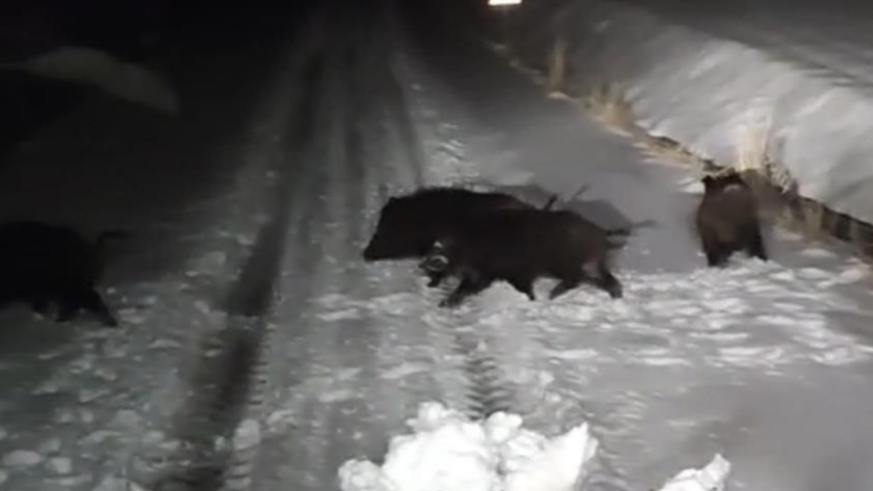 Aç kalan kurt ve domuz sürüsü yerleşim yerine indi