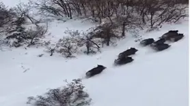 Elazığ’da domuz sürüsü dron ile görüntülendi