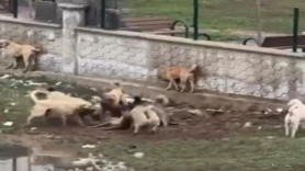 Sokak köpekleri bir köpeği parçalamaya çalıştı