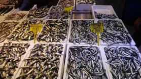 Hamsi bu defa şaşırttı